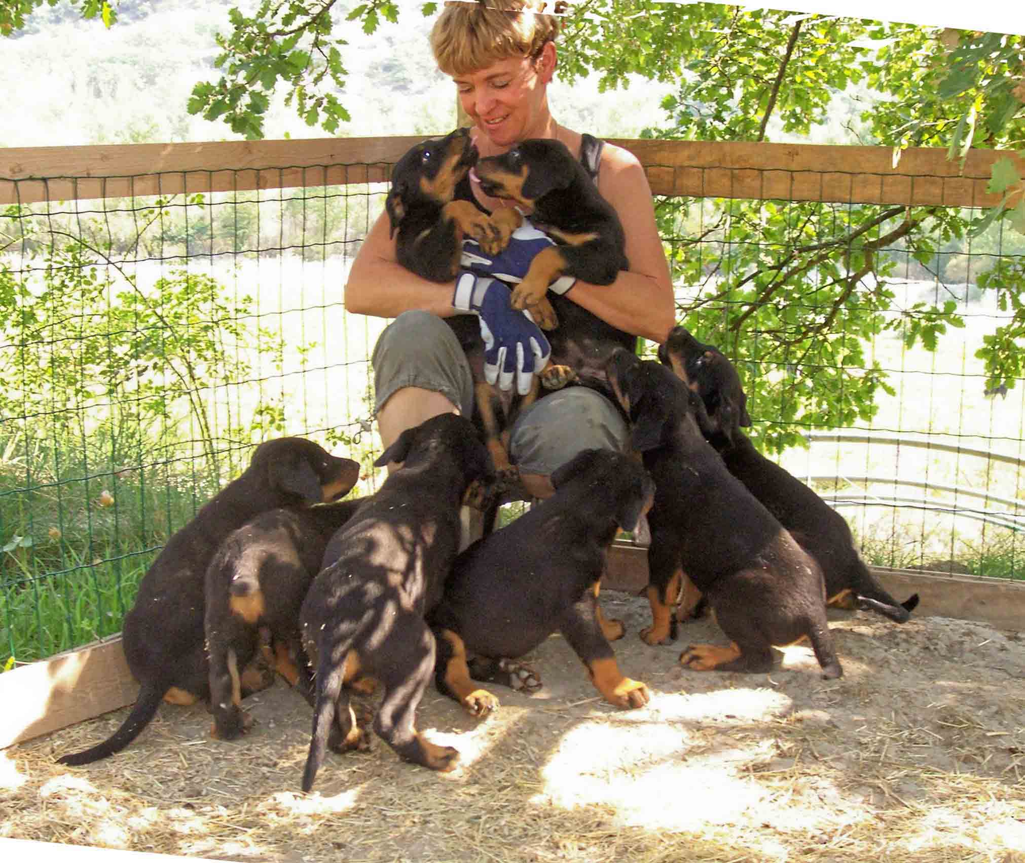 Elevage de beauceron élevage du clos de la licorne elevage des gardiens de la licorne elevage beauceron noir et feu authentique gros gabarits élevage familial sérieux qualité suivi des chiots conseil d’éducation chiot propre bas rouge santé caractère spécialiste du beauceron noir et feu ou arlequin chien rustique berger de France  nos chiots sont élevés avec amour et attention notre passion au service de la qualité Beauceron de qualité et sportif domaine de la licorne 04380 BARRAS élevage en liberté éleveur berger de beauce élevage de beauceron de travail domainedelalicorne.fr chiot beauceron pure race